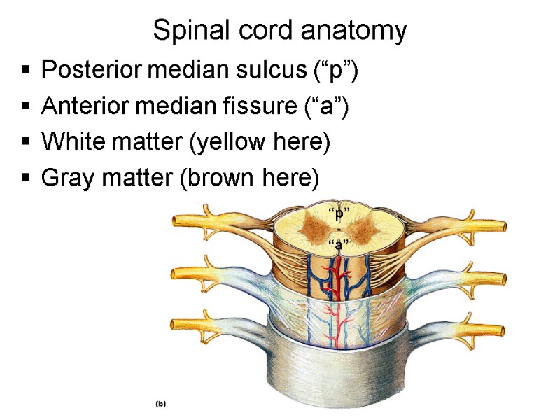 Spinal cord anatomy Posterior median sulcus (“p”) Anterior median fissure (“a”) White matter (yellow